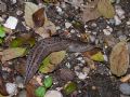 Limax maximus